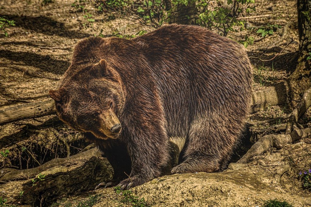 Grădina Zoologică din Piatra Neamț se închide. Chinul ursoaicei Ina nu se va mai repeta