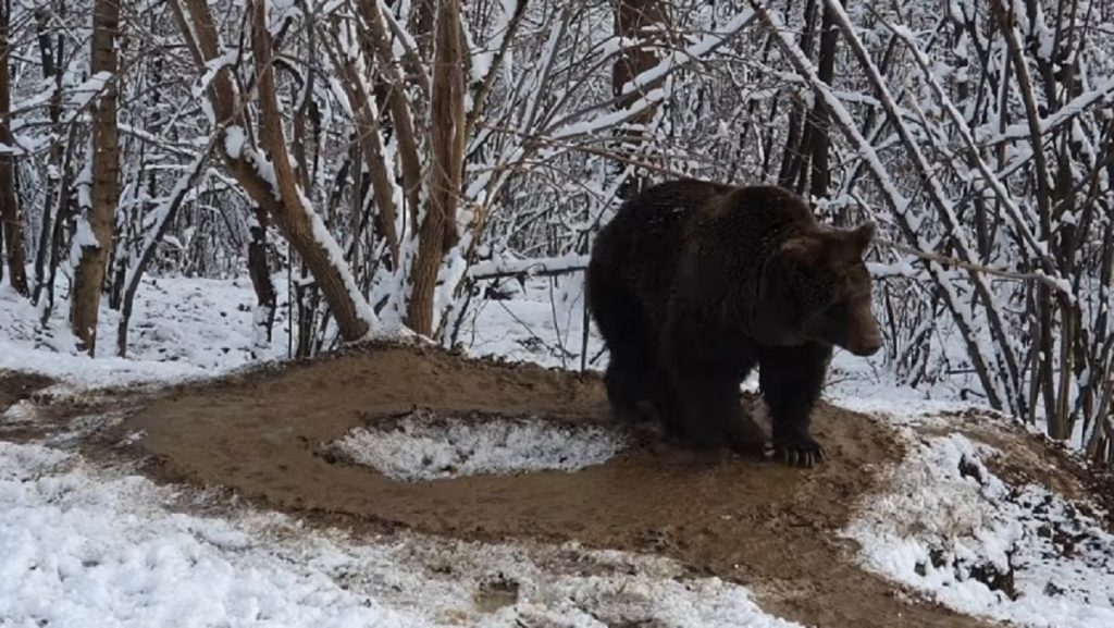 Primăria Piatra Neamț face un sondaj după apariţia imaginilor cu ursul traumatizat. Ce sunt întrebaţi cetăţenii