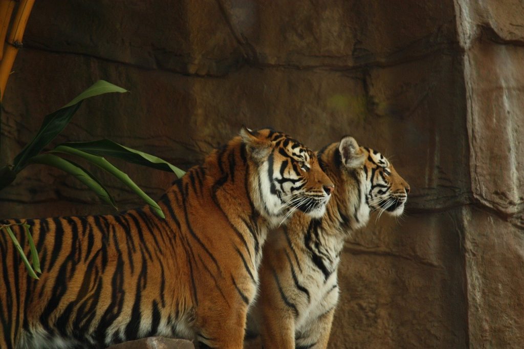 Doi tigri au scăpat de la o grădină zoologică. Un angajat și-a pierdut viața