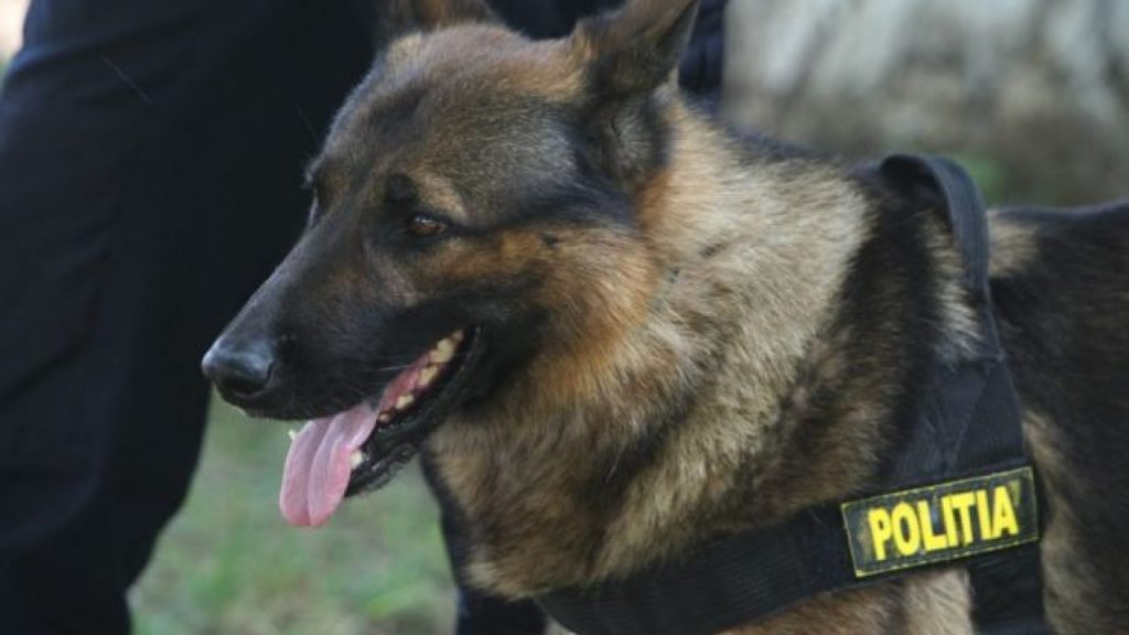 Câini antrenați în România pentru a depista persoanele infectate cu SARS-Cov-2