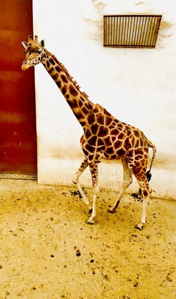 Singura girafă din România a murit. Gina a avut parte de un sfârșit dramatic