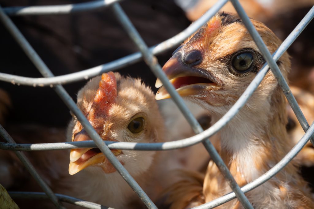 Încă o năpastă! Epidemie de gripă aviară: primele cazuri la om au apărut în Rusia