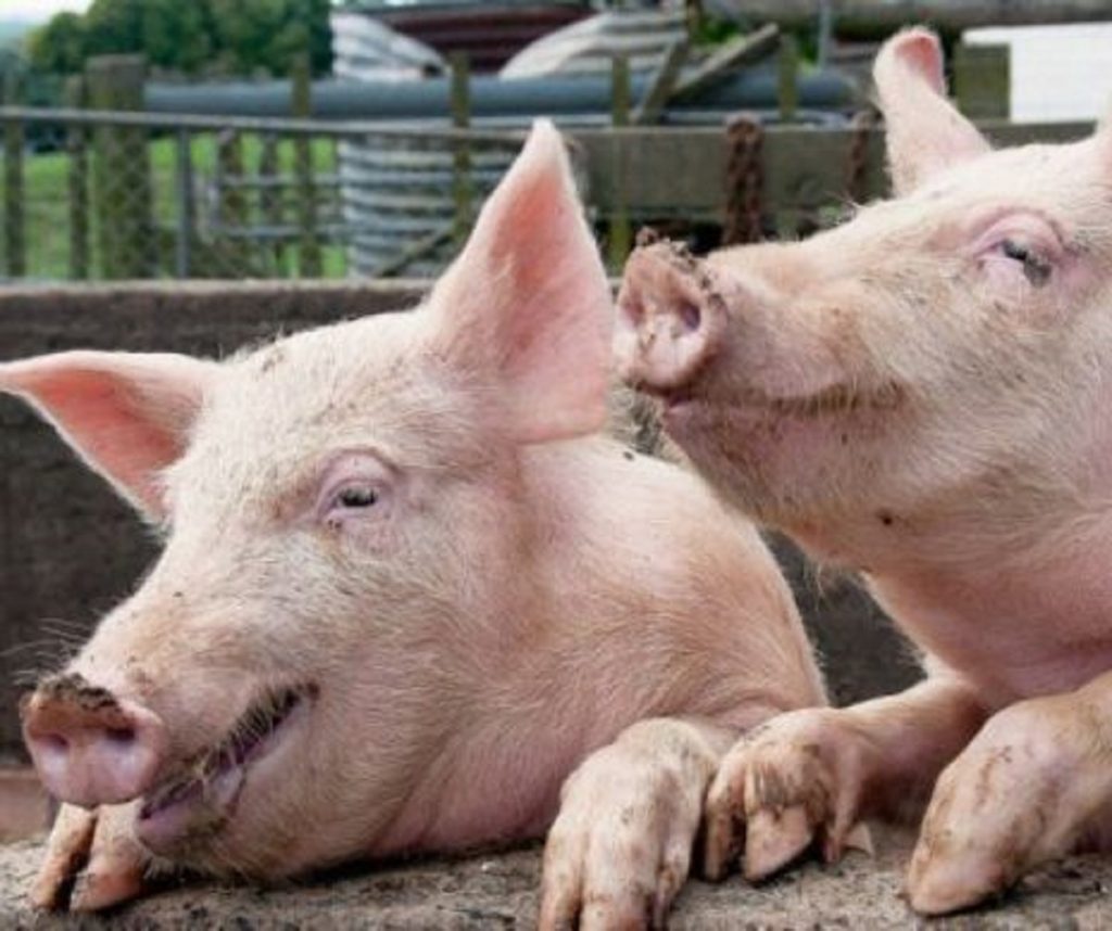Țăranii români, enervați la culme de interdicția legată de porci. Mulți gospodari sunt grav afectați