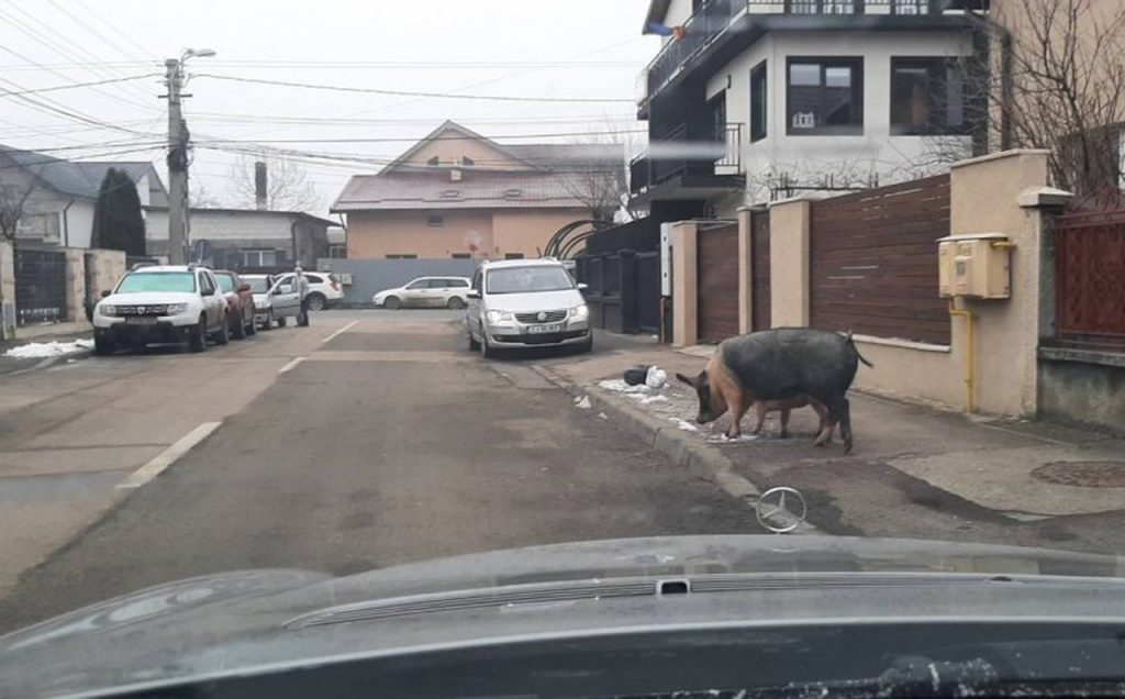 Porcii se plimbă liniștiți pe o stradă din Cluj. Nu este pentru prima dată
