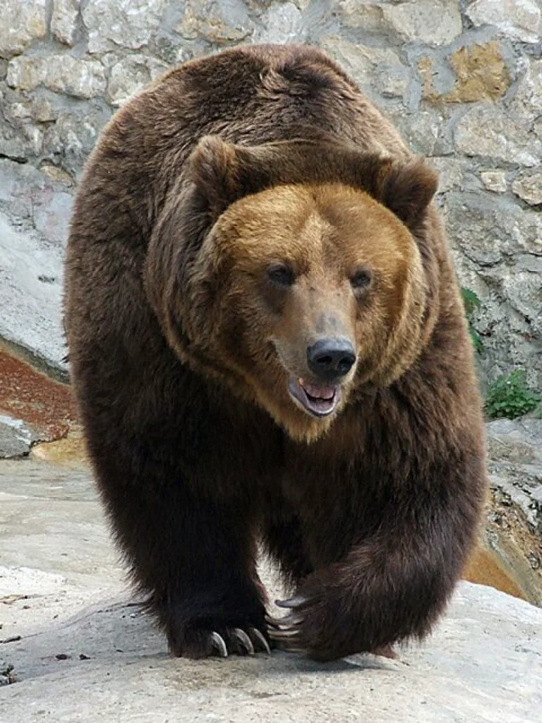 Alertă de urs la Predeal. ISU avertizează că animalul poate fi periculos