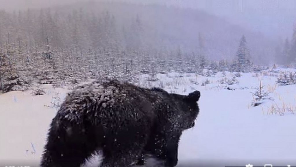 Urșii și tehnologia. Imaginile au devenit virale în România. VIDEO