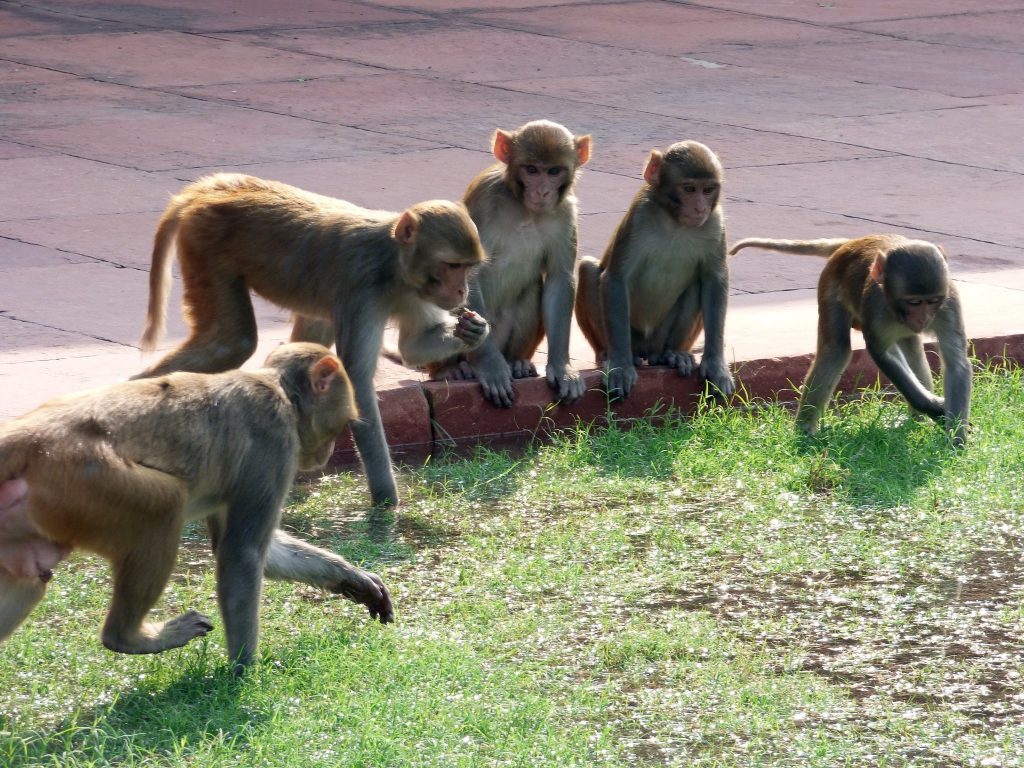 Nouă maimuțe, primele animale din lume vaccinate împotriva Covid-19