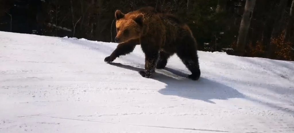 Turiști alergați de urs pe pârtie. Imagini uluitoare la Predeal | VIDEO