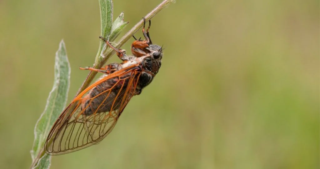 Fenomen rar. Cicadele periodice vor ieși la suprafață, după 17 ani, în luna mai în SUA