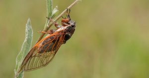Invazie de cicade în Capitală: Insecte inofensive, dar extrem de gălăgioase