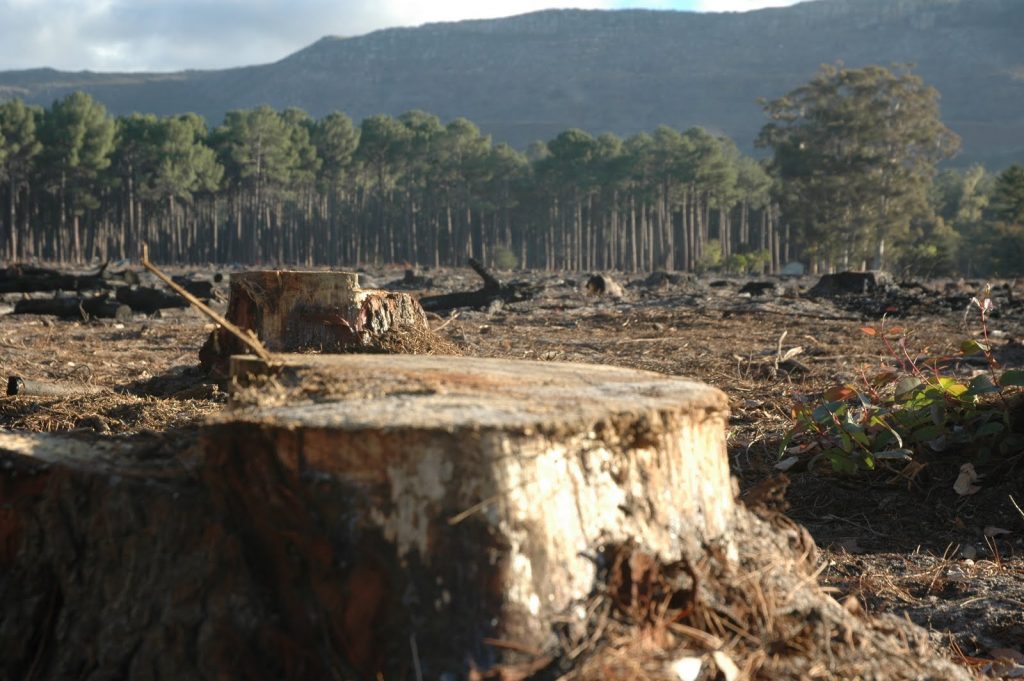 Cifre dezastruoase în privința lemnului furat din pădurile din Maramureș