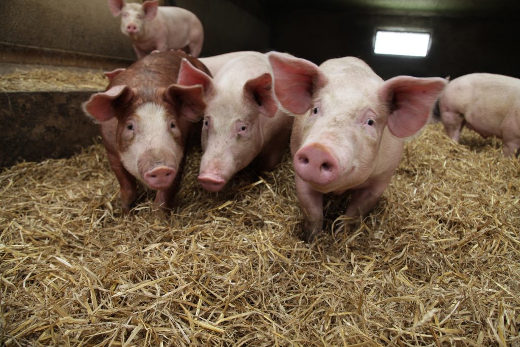 O nouă lege limitează numărul de porci ce pot fi crescuți în propria gospodărie sau în ferme. Amenzile ajung până la 15.000 de lei