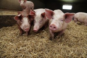 O tulpina a MRSA foarte rezistentă la antibiotice, apărută la porcii din crescătorii, se poate transmite la om