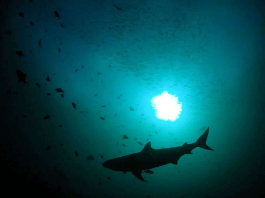 Turiștii din Ibiza au intrat în panică totală după ce un rechin de 2 metri și-a făcut apariția pe coastă