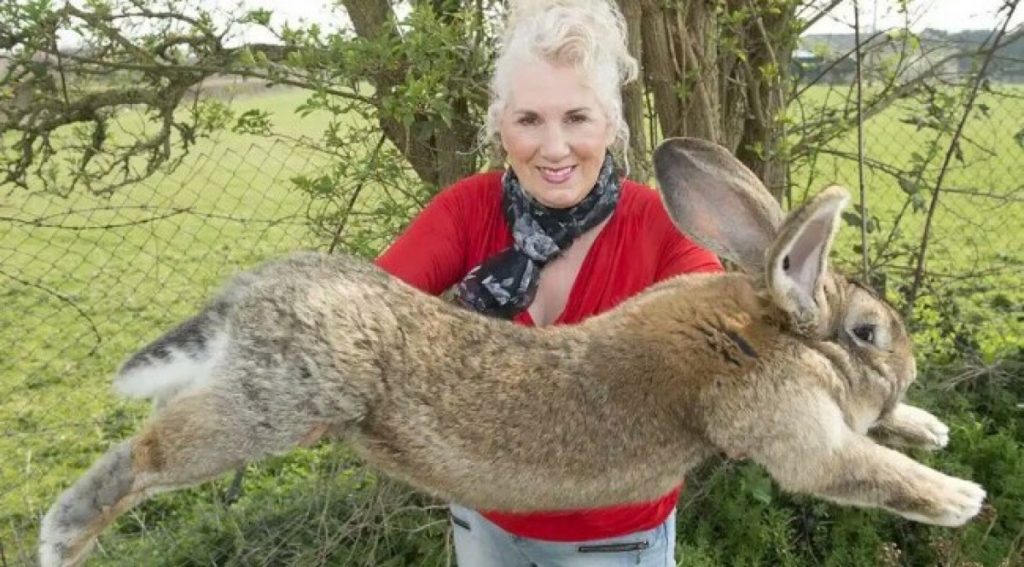 Cel mai mare iepure din lume a fost furat. Recompensă consistentă pentru recuperarea sa