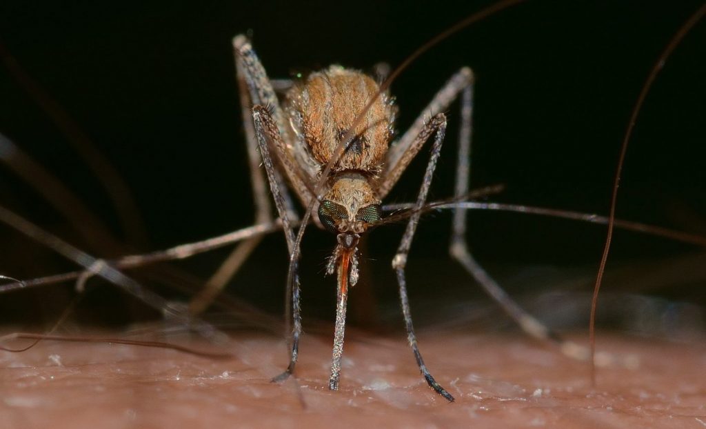 Apolicalipsa țânțarilor. Un nor de 500 de milioane de țânțari modificați genetic va invada cerul