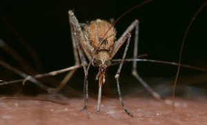 Țânțar, insectă, virus. virusul West Nile