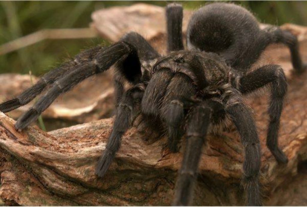 Super-Spider Tarantula, descoperită întâmplător. Ce o face specială