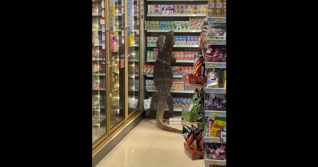 Sopârlă gigant la „cumpărături” printre rafturile unui magazin. Video