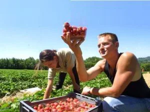 Inițiativă pentru românii din Spania legată de pensii și condiții de muncă