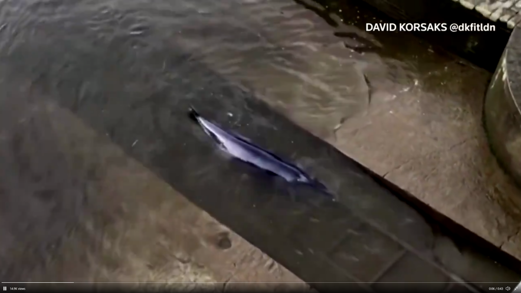Balena care a rămas blocată în râul Tamisa a fost salvată. Video