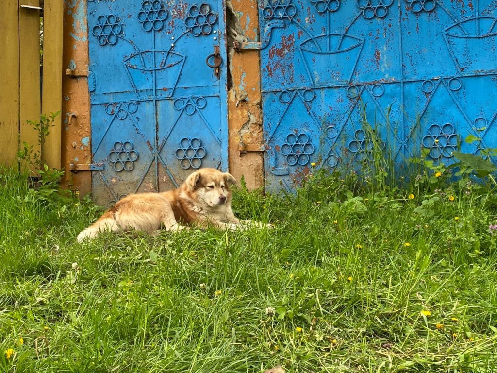 „Hachiko” de România. Un câine își așteaptă zilnic stăpânul. Bărbatul a fost ucis în propria locuință