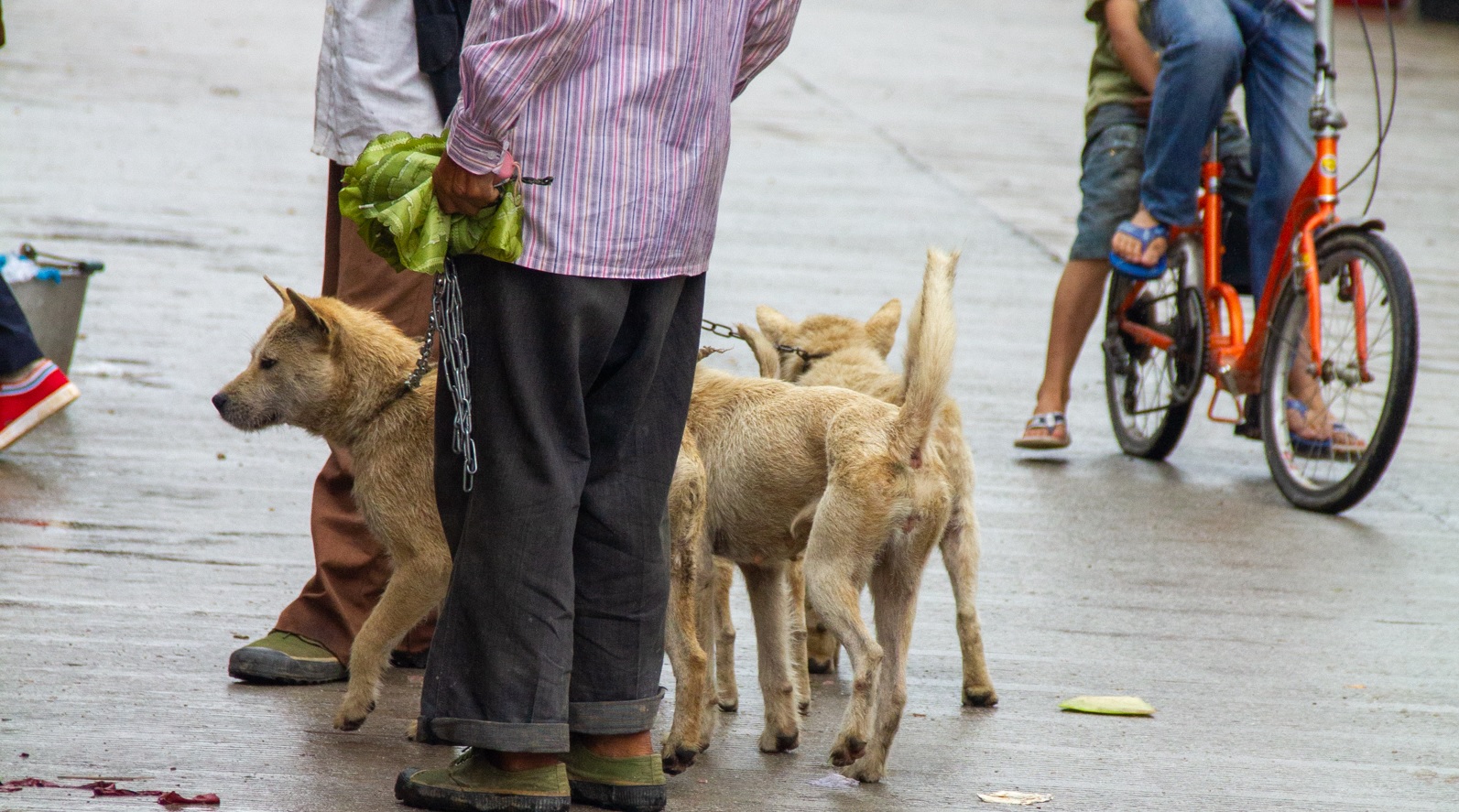 Câinii din China, victimele unor abuzuri greu de relatat