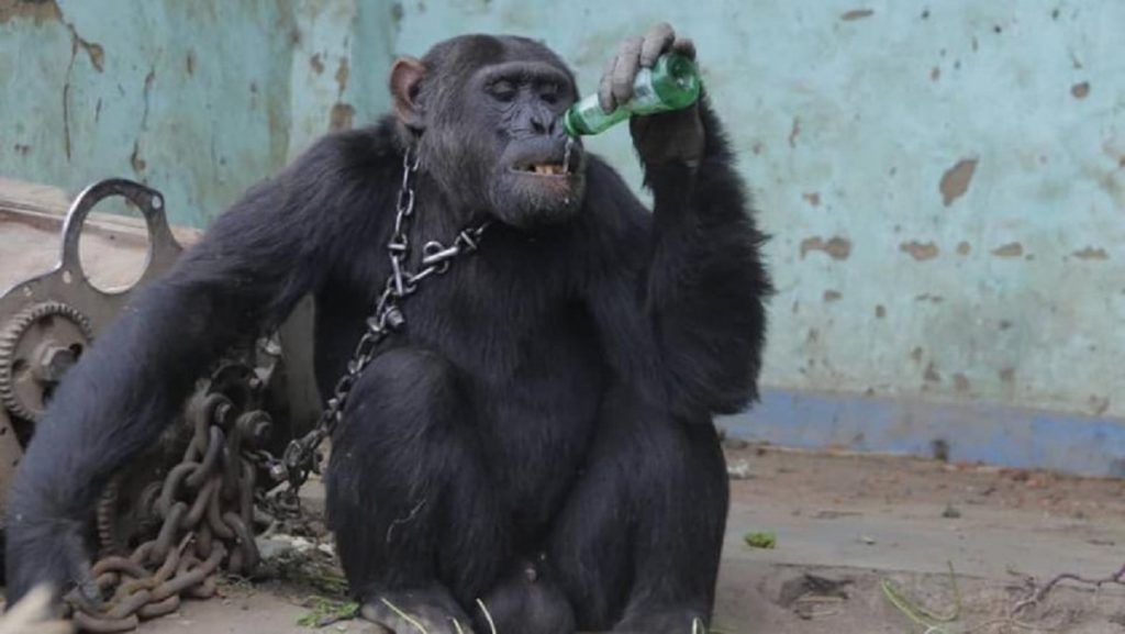 Un cimpanzeu dependent de alcool și țigări a fost eliberat după 25 de ani de chin. A trăit în lanțuri
