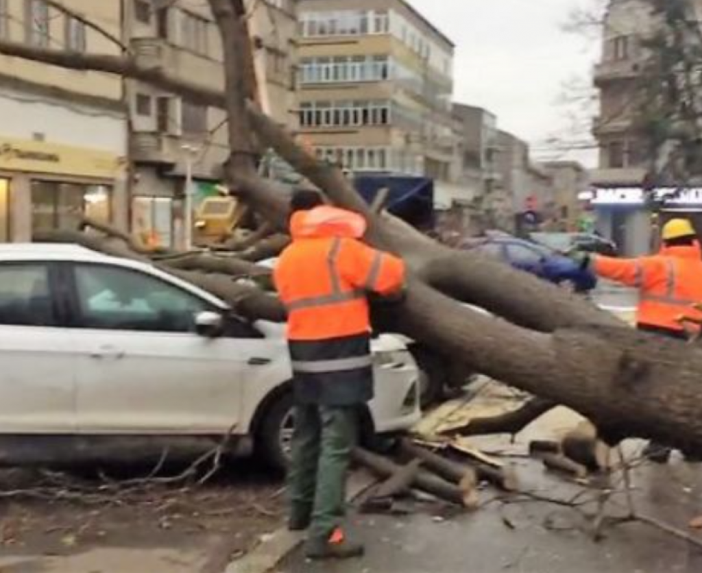 Proprietarii mașinilor avariate de copacii prăbușiți au dreptul la despăgubiri. Asigurarea nu este obligatorie