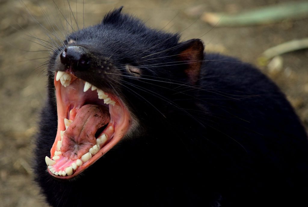 După 3.000 de ani, diavolul tasmanian a uimit lumea. E sărbătoare în Australia