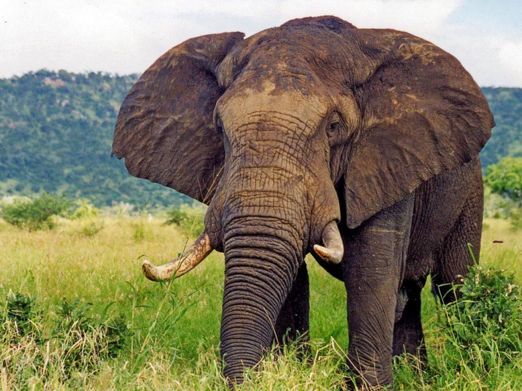 Un elefant și-a ucis stăpânul pentru că l-a pus să care lemne pe caniculă