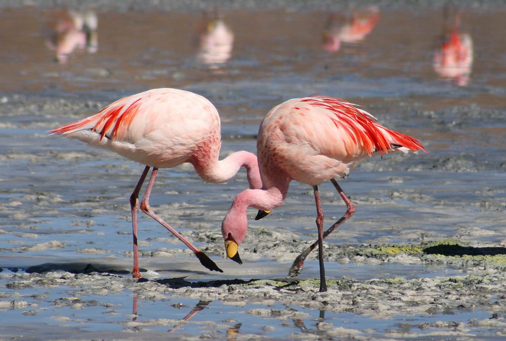 Ce este special la fenomenul de la Lacul Tuzla. De ce sunt speciale păsările flamingo