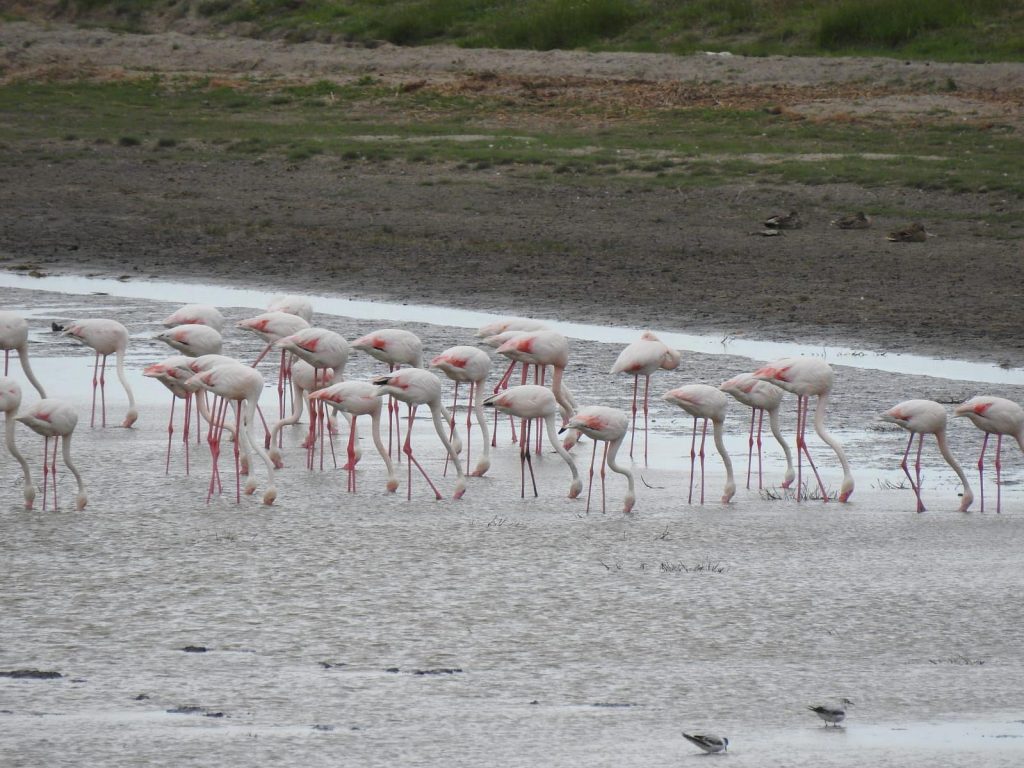 Păsările flamingo din Delta Dunării au fost speriate și stresate de fotografi cu drone. Au plecat
