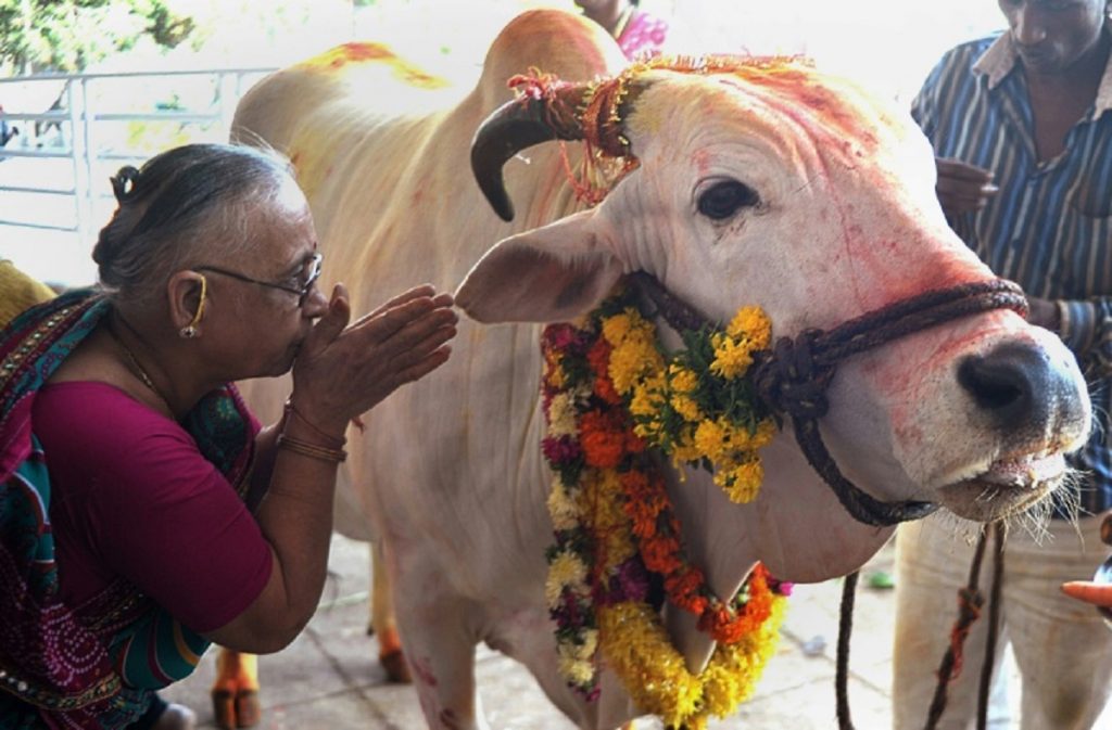 Indienii apelează la dejecții de vacă pentru a se proteja de coronavirus. Medicii sunt oripilați și avertizează
