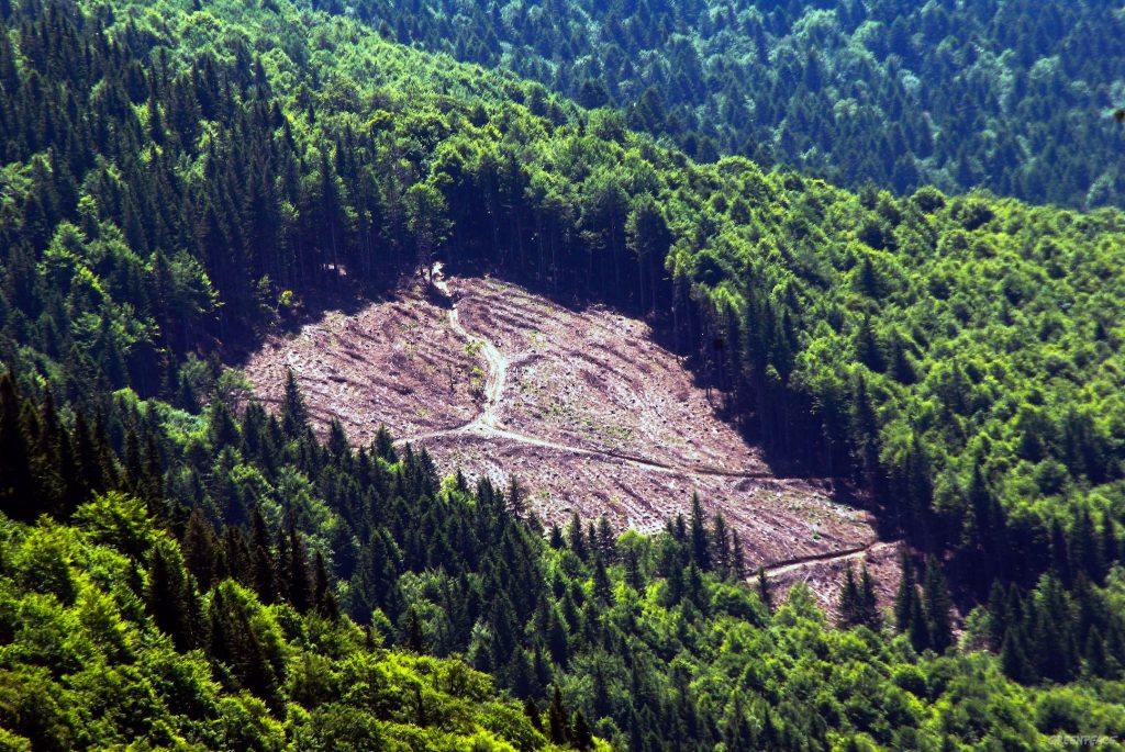 Stop tăierilor ilegale de păduri. Guvernul a înființat Garda Forestieră Națională