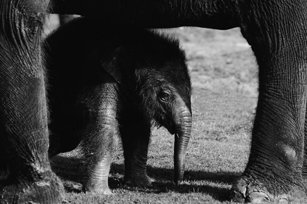 Tragica poveste a elefantului Tyke: Capturată, abuzată, ucisă în plină stradă