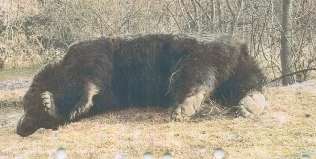Documentul din cauza căruia a fost omorât cel mai mare urs din România