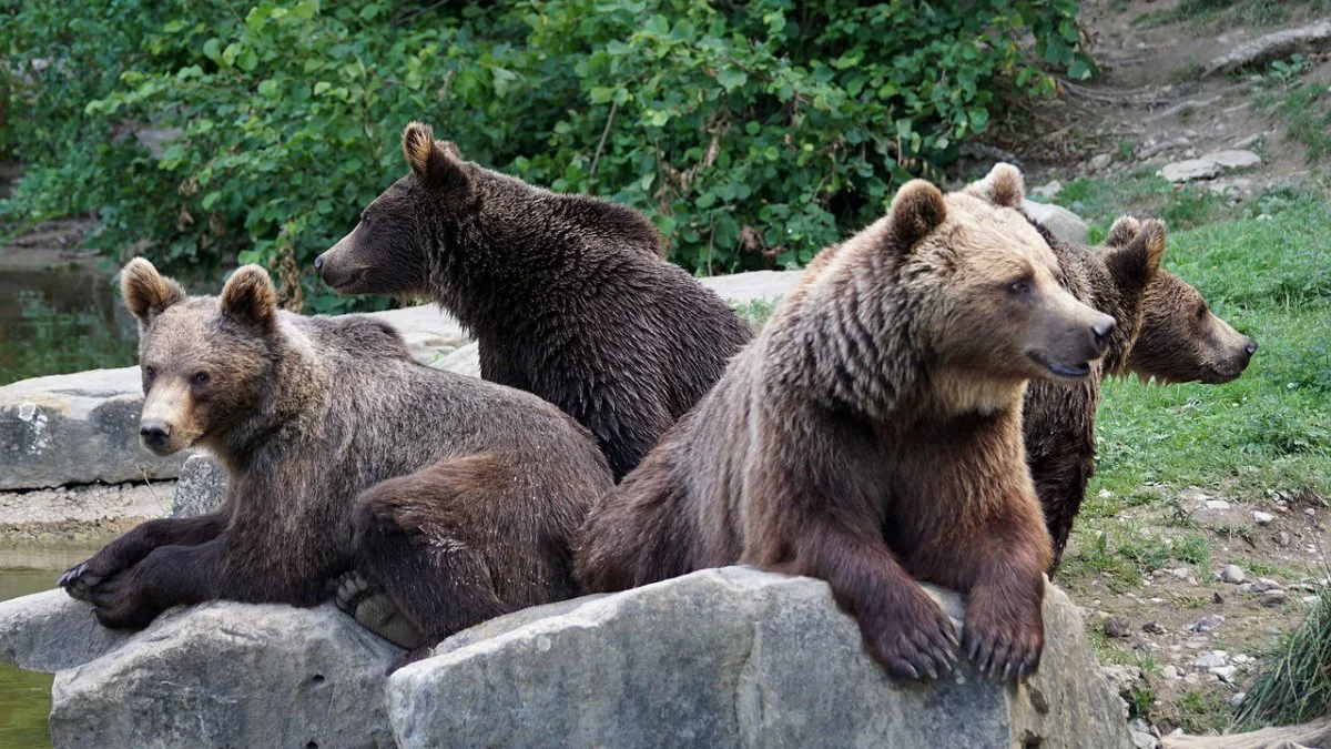 Problema urșilor a fost rezolvată în Tușnad