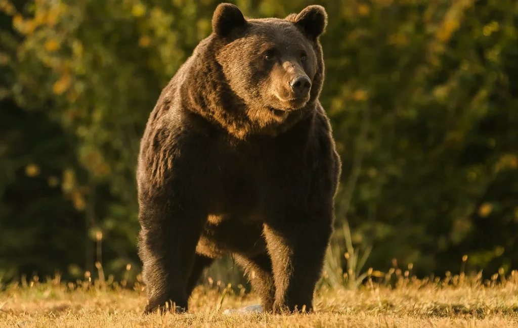 Un nou caz Arthur în România? Cadavrul unui urs, descoperit în Hunedoara