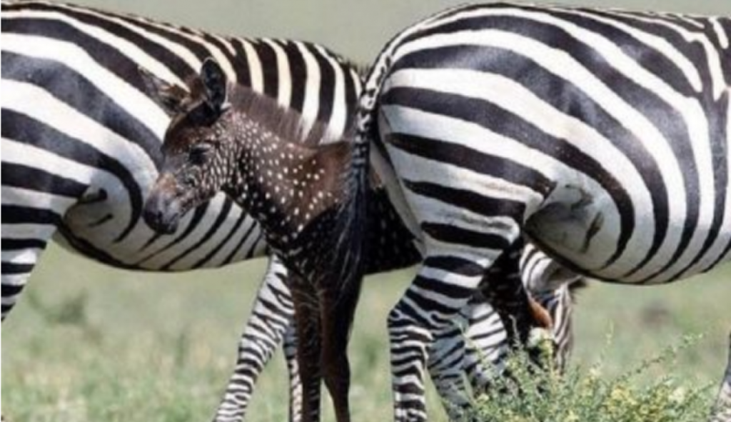 Curiozități în lumea naturală. O zebră foarte rară, fotografiată într-un parc natural