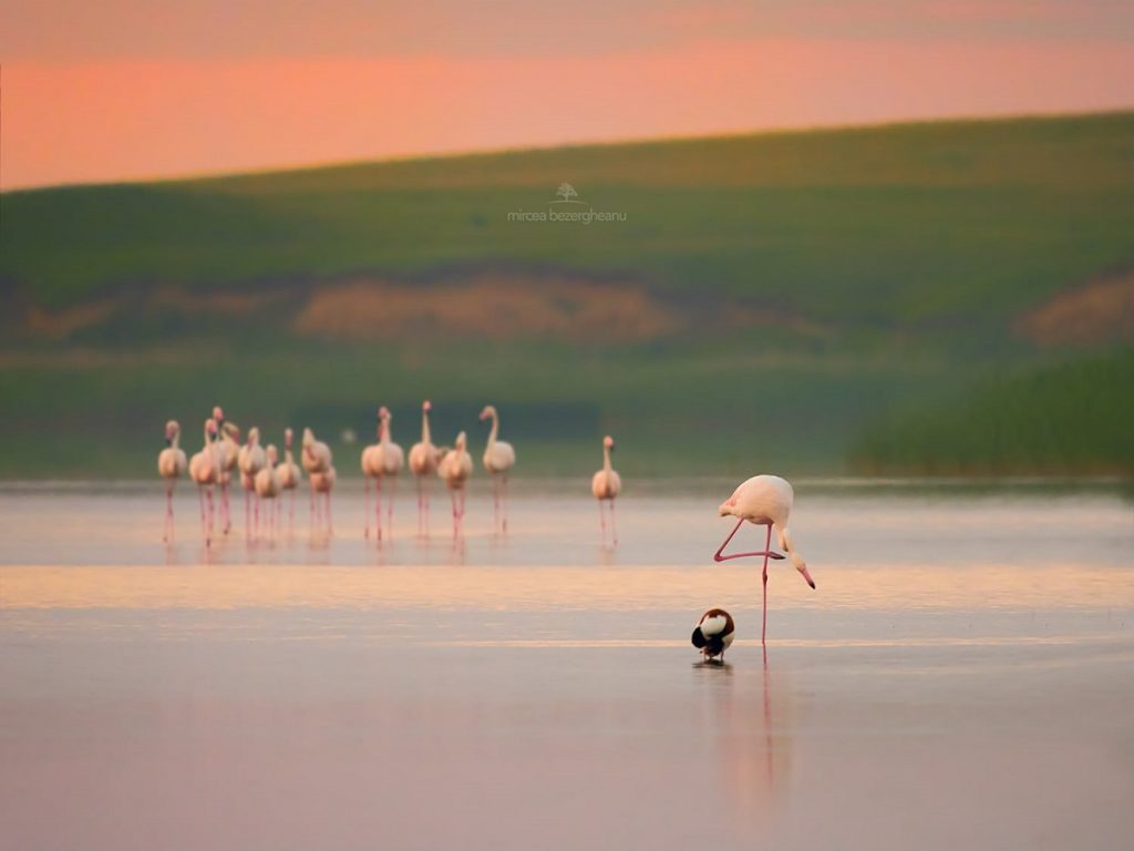 Păsările flamingo din Delta Dunării nu au plecat și au fost surprinse în noi ipostaze spectaculoase. FOTO