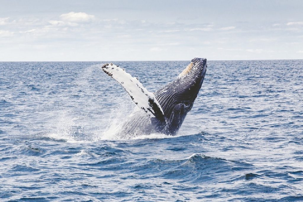 Balena „spion” rusă, Hvaldimir, a fost reperată în largul coastelor Suediei