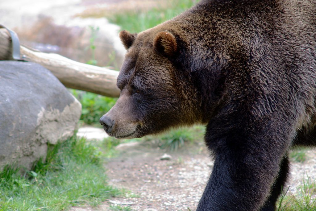 Urs contra Om. Animalele aduc bani unora, dar îi omoară pe alții, nevinovați și săraci