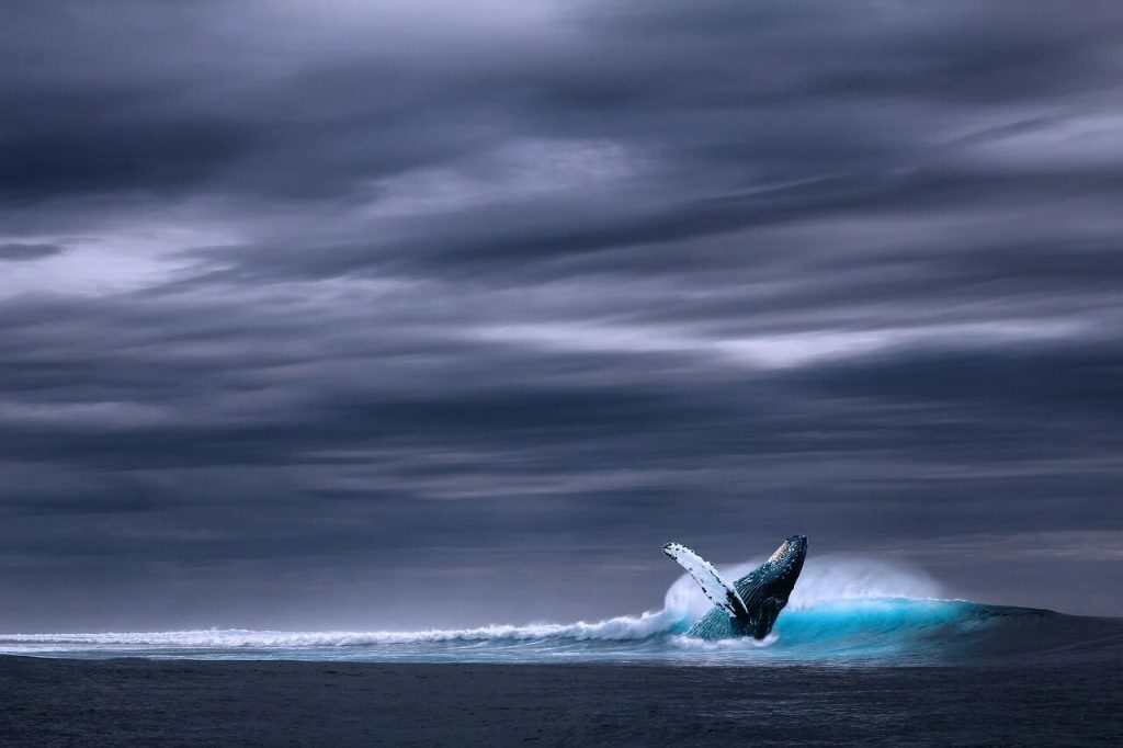 O nouă specie de balene a fost descoperită cu ajutorul detectoarelor de bombe nucleare