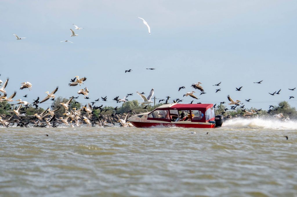Imagini revoltătoare în Delta Dunării: Stol de pelicani atacat intenționat de o ambarcațiune