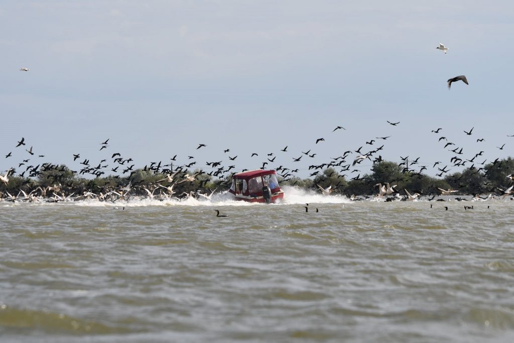 Dosar penal în cazul pelicanilor loviți de o barcă în Deltă. Ce a descoperit Administraţia Rezervaţiei Delta Dunării