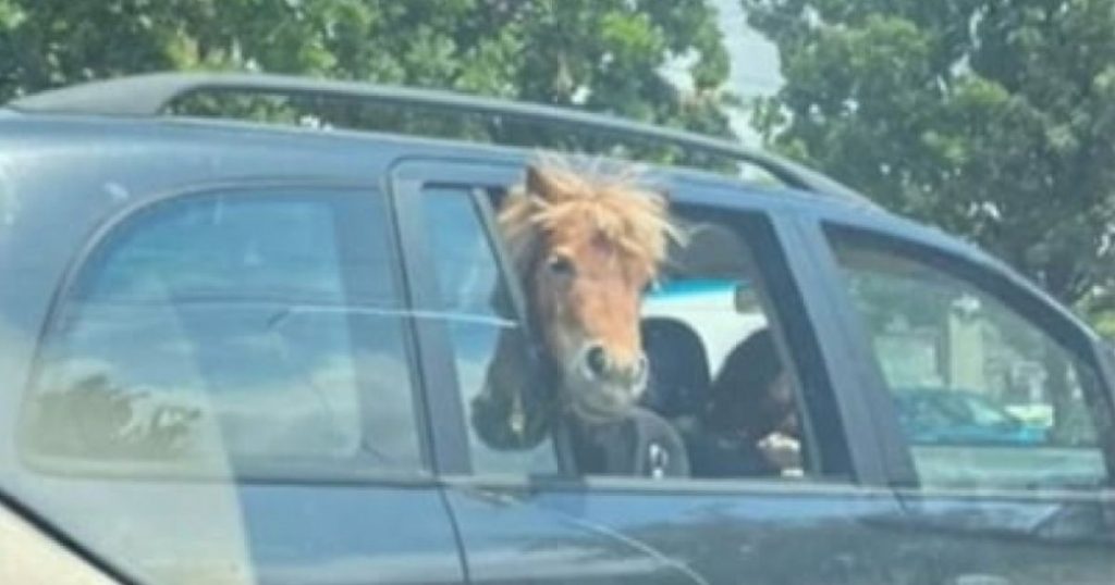 Imagini cum rar puteți vedea. Un ponei a fost plimbat cu mașina prin centrul oraşului, pe bancheta din spate. VIDEO-FOTO