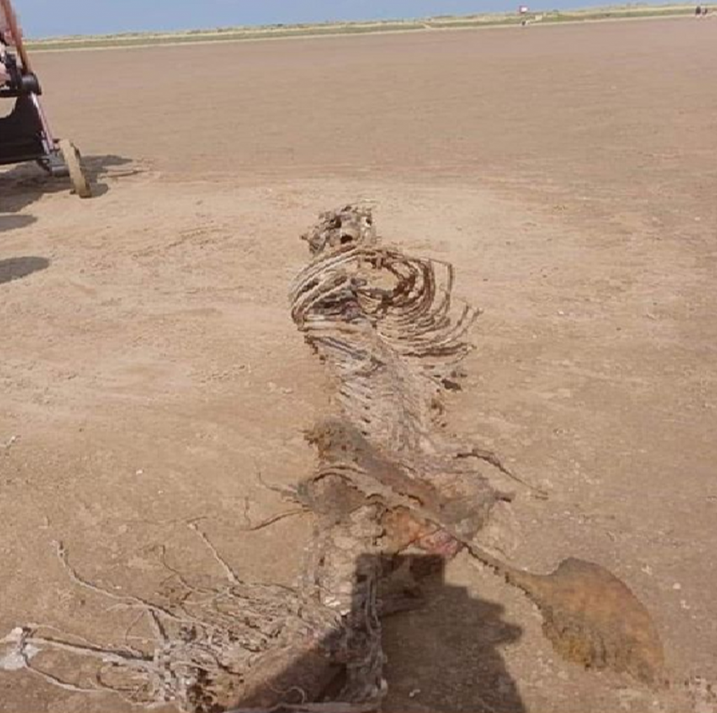 „Arată ca o sirenă.” Scheletul unei creaturi misterioase, găsit pe o plajă din Anglia