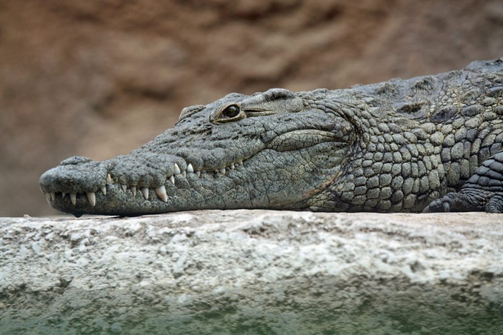 Un grup de cercetători din Cluj a demonstrat existența unei specii de crocodil în România
