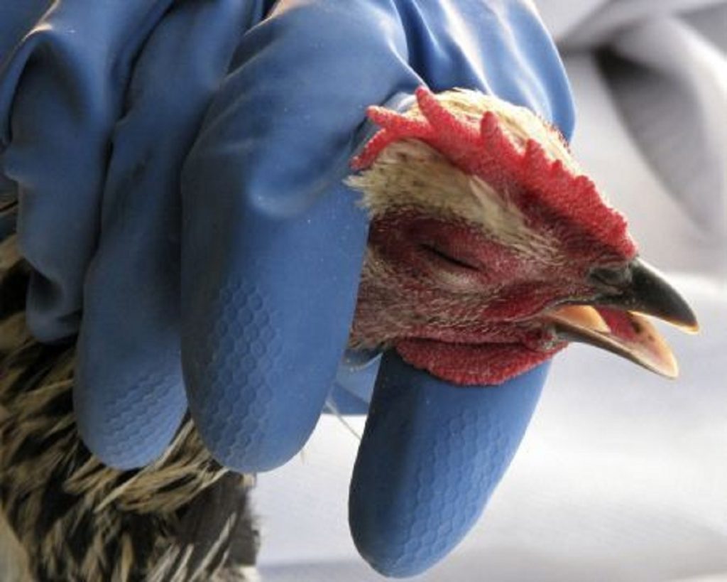 Omenirea ar putea fi afectată de virusul aviar. Avertismentul OMS